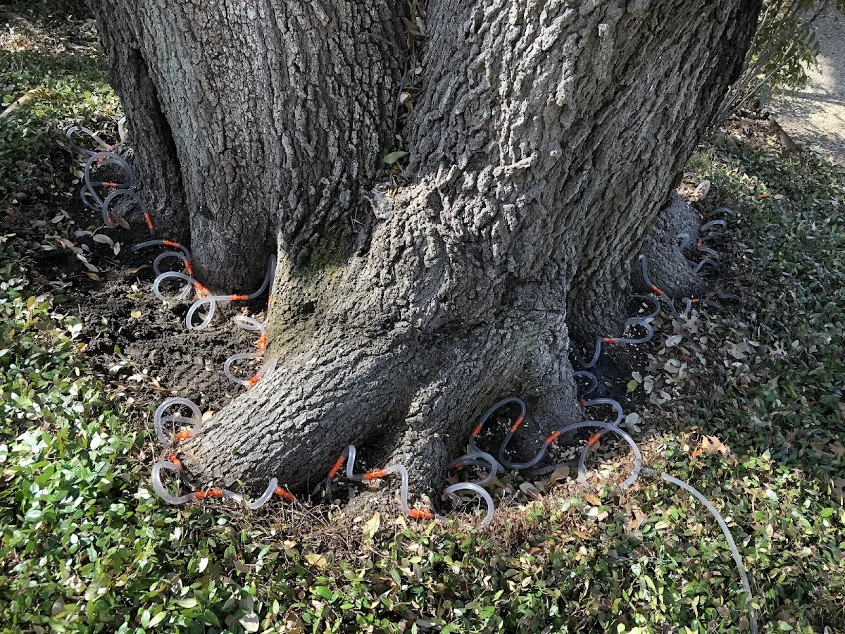 Detailed Tree Cabling and Bracing job site in Ijamsville