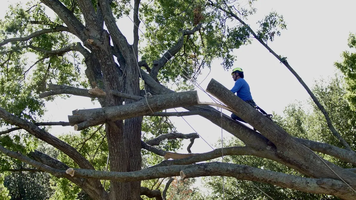 Professional Crown Thinning performed by certified arborists in Ijamsville